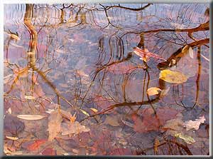 Herbstblätter unter Wasser